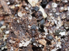 Cyphomyrmex rimosus