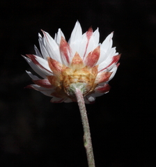 Argentipallium niveum