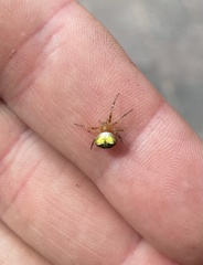 Araneus albotriangulus