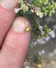 Araneus albotriangulus