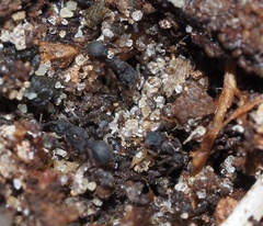 Cyphomyrmex rimosus