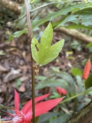 Passiflora vitifolia