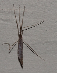 Conosia irrorata