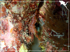 Rhynchocinetes durbanensis