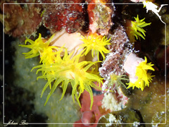 Cladopsammia gracilis