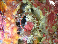 Corythoichthys amplexus