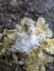 Dermatocarpon muhlenbergii