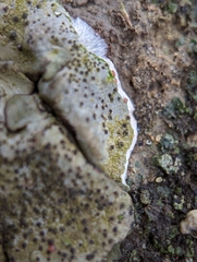 Dermatocarpon muhlenbergii