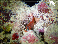 Apogon doryssa