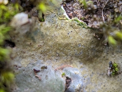 Dermatocarpon muhlenbergii