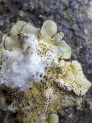 Dermatocarpon muhlenbergii