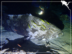 Epinephelus malabaricus
