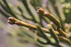 Dacrydium araucarioides