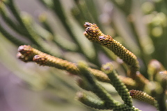 Dacrydium araucarioides