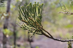 Dacrydium araucarioides