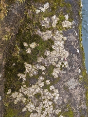 Dermatocarpon muhlenbergii