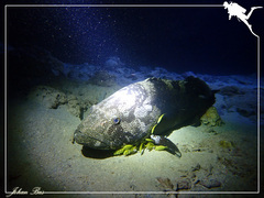 Epinephelus malabaricus