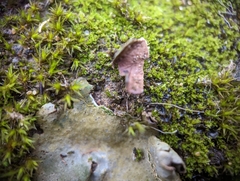 Dermatocarpon muhlenbergii