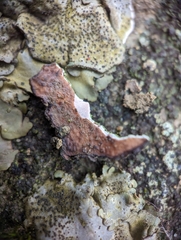 Dermatocarpon muhlenbergii