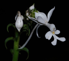 Calanthe