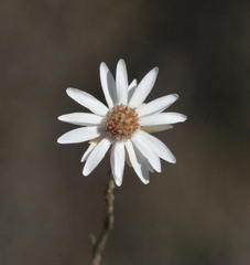 Argentipallium tephrodes