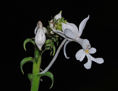 Calanthe
