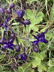 Delphinium patens