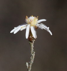 Argentipallium tephrodes