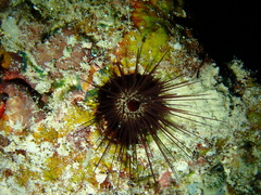 Echinostrephus aciculatus