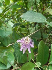 Passiflora