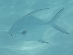 Trachinotus falcatus