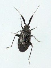 Atractotomus mali