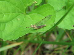 Maccaffertium ithaca