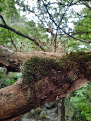 Leptostomum inclinans