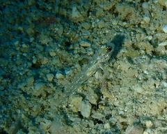 Fusigobius melacron
