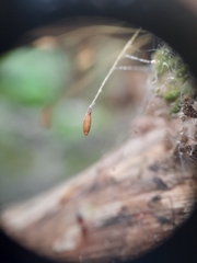 Leptostomum inclinans