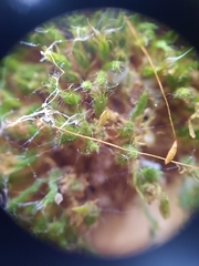 Leptostomum inclinans