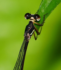 Drepanosticta actaeon