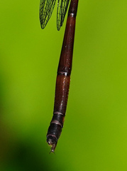 Drepanosticta actaeon