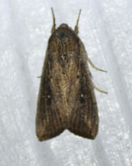 Leucania subpunctata