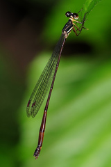 Drepanosticta actaeon