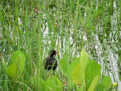 Jacana jacana