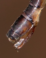 Drepanosticta actaeon