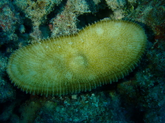 Ctenactis echinata