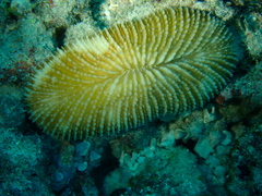 Ctenactis echinata
