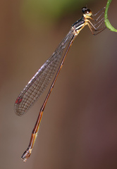 Drepanosticta actaeon