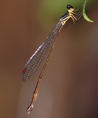 Drepanosticta actaeon