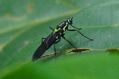 Raphiocera ornata