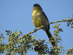 Stigmatura budytoides