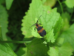 Calopteron discrepans